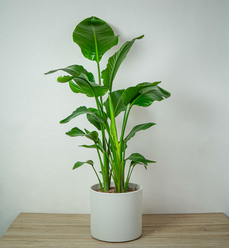 Duża roślina o masywnych, owalnych liściach w soczyście zielonym kolorze.