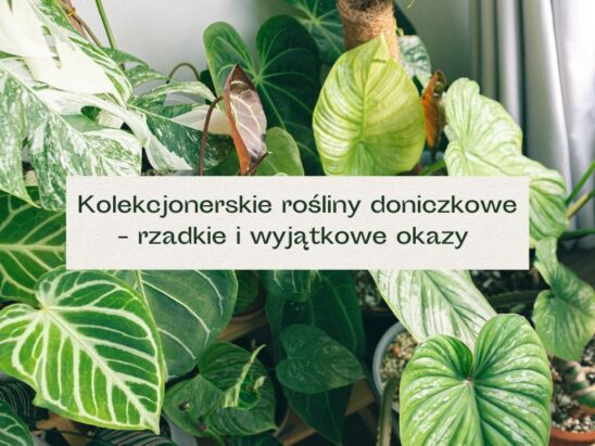 Zbiór wyjątkowych roślin doniczkowych o szczególnej urodzie