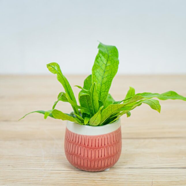 oslonka-z-tloczeniem-roz-indyjski oslonka-z-tloczeniem-roz-indyjski