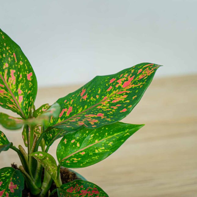 aglaonema-strawberry-baby aglaonema-strawberry-baby