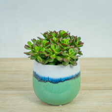 Crassula-ovata-minor