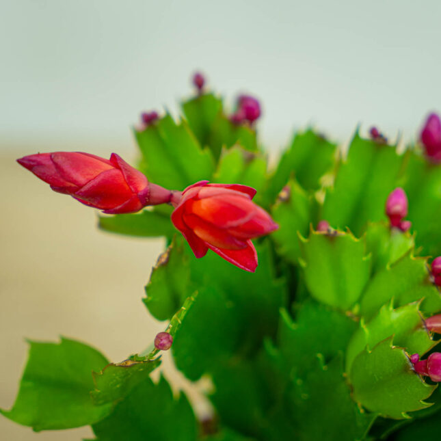 kaktus-bozego-narodzenia-grudnik-fioletowy-schlumbergera kaktus-bozego-narodzenia-grudnik-fioletowy-schlumbergera