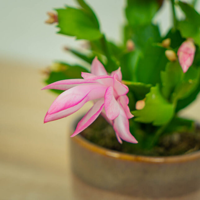 kaktus-bozego-narodzenia-rozowy-grudnik-schlumbergera kaktus-bozego-narodzenia-rozowy-grudnik-schlumbergera