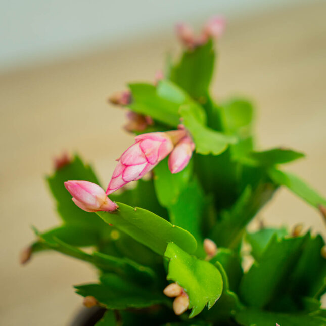 kaktus-bozego-narodzenia-rozowy-grudnik-schlumbergera kaktus-bozego-narodzenia-rozowy-grudnik-schlumbergera
