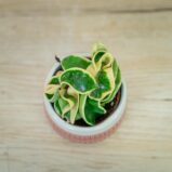 Hoya-compacta-variegata-baby