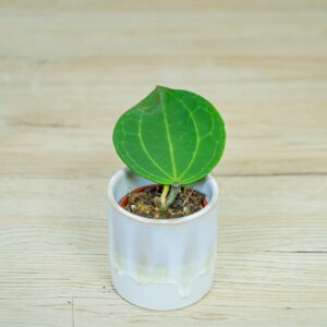 Hoya-latifolia-baby