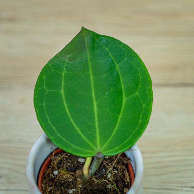 Hoya-latifolia-baby Hoya-latifolia-baby