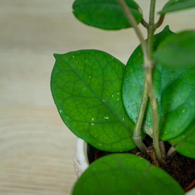 Hoya-fungii-baby Hoya-fungii-baby