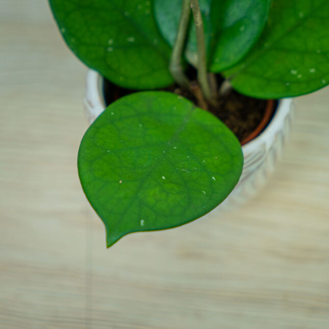 Hoya-fungii-baby Hoya-fungii-baby