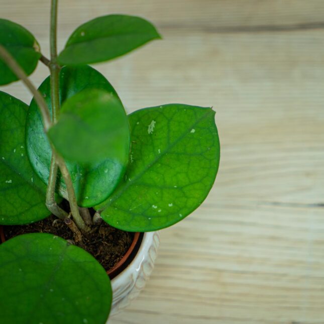 Hoya-fungii-baby Hoya-fungii-baby