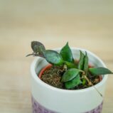 Hoya-krohniana-black-leaves-baby