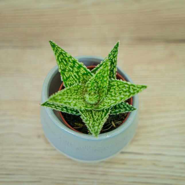 Aloes-sugar-crystal-baby Aloes-sugar-crystal-baby