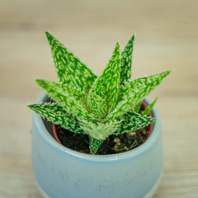 Aloes-sugar-crystal-baby Aloes-sugar-crystal-baby