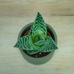 Aloes-tygrysy-aloe-variegata