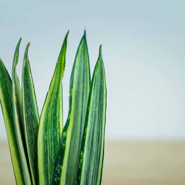 Sansevieria-Bantel's-Sensation Sansevieria-Bantel's-Sensation