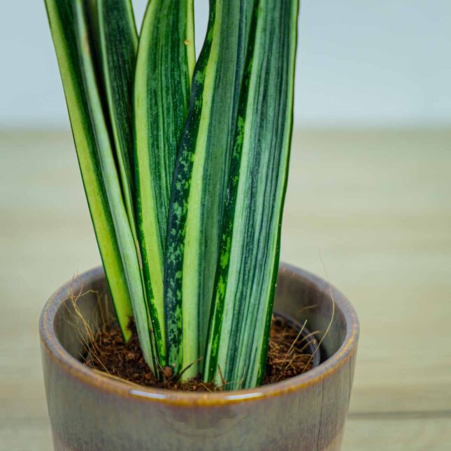 Sansevieria-Bantel's-Sensation Sansevieria-Bantel's-Sensation
