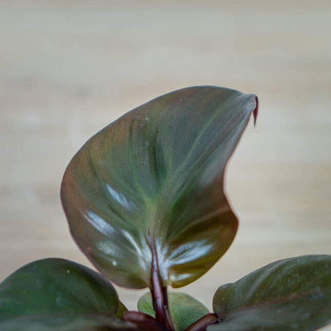 philodendron-red-heart
