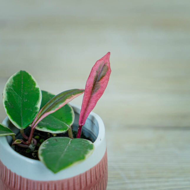 MS-rosliny-07684 MS-rosliny-07684