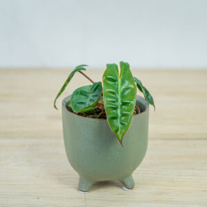 philodendron-billietiae-baby