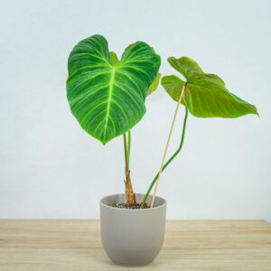 philodendron-el-choco-red