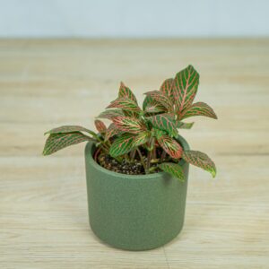 fittonia-pink-angel