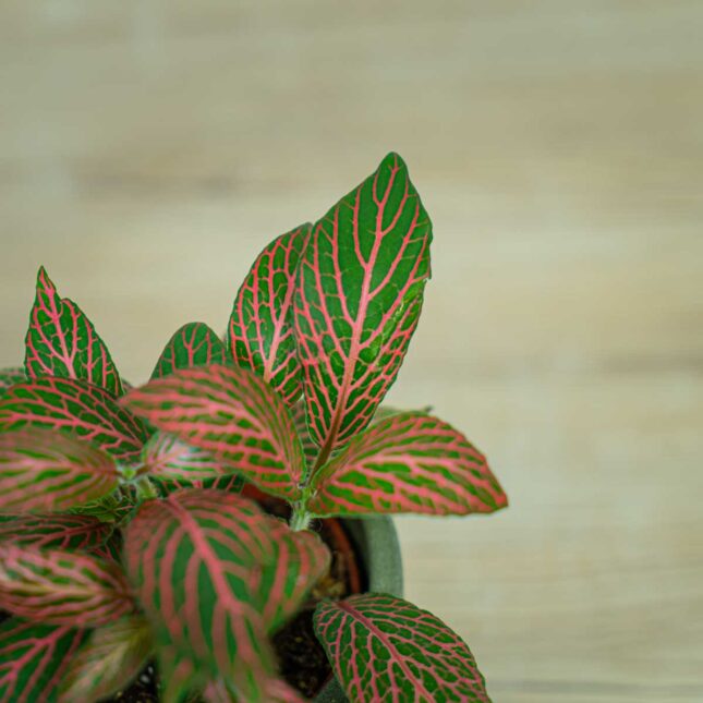 fittonia-pink-angel