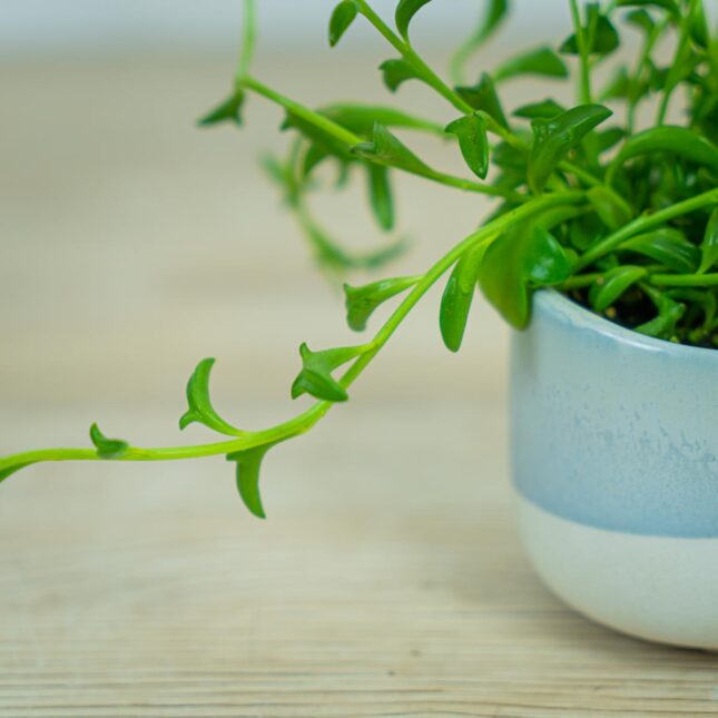 senecio-peregrinus-delfinki-baby senecio-peregrinus-delfinki-baby