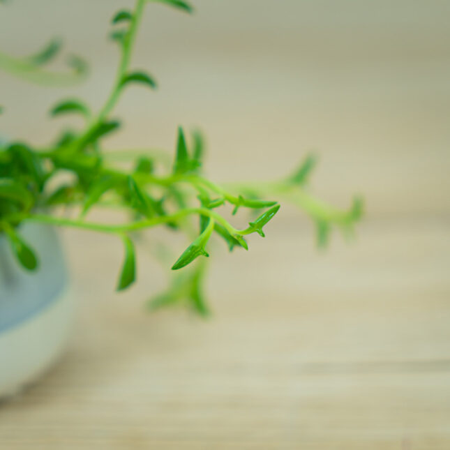 MS-rosliny-07796 MS-rosliny-07796