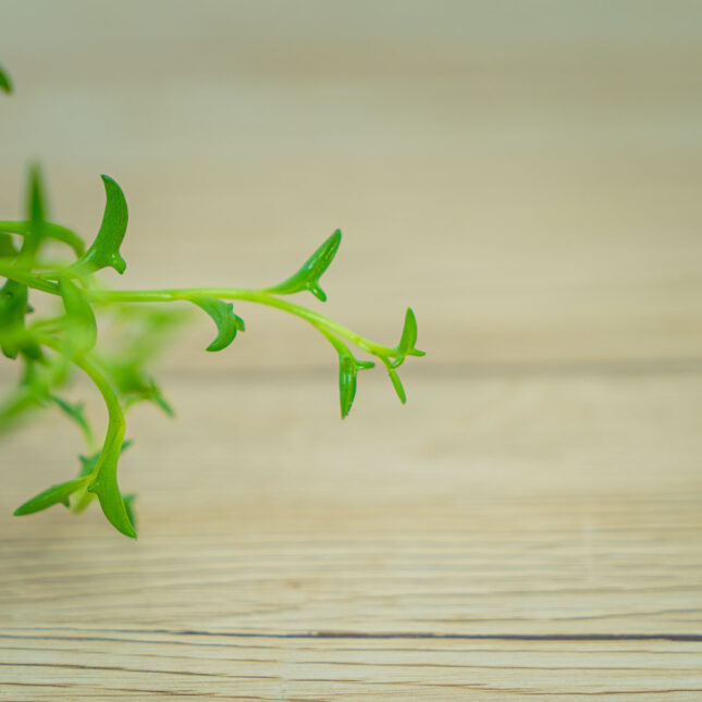 senecio-peregrinus-delfinki-baby senecio-peregrinus-delfinki-baby
