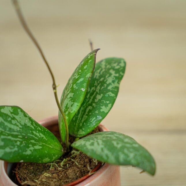 Hoya-sigillatis-round-leaf-baby