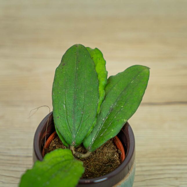 Hoya-erythrina-baby Hoya-erythrina-baby