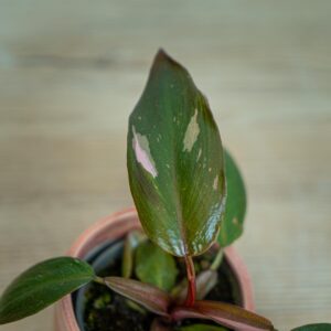 philodendron-pink-princess-baby