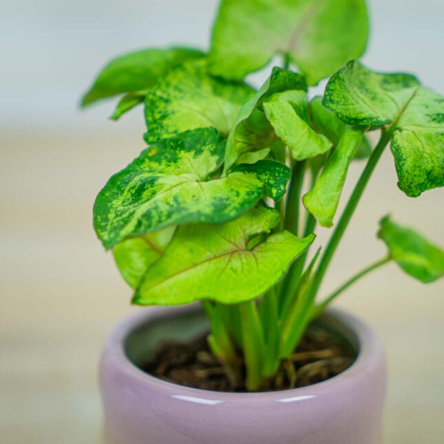 syngonium-sunshine-speckle-baby syngonium-sunshine-speckle-baby