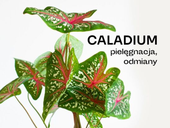 Caladium - pielęgnacja, jak podlewać, kolorowe liście