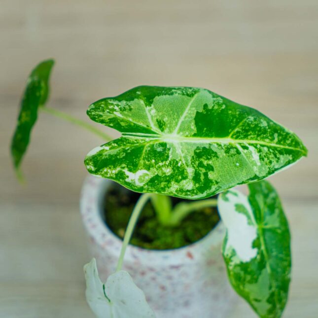 Alocasia-micholitziana-Frydek-variegata Alocasia-micholitziana-Frydek-variegata