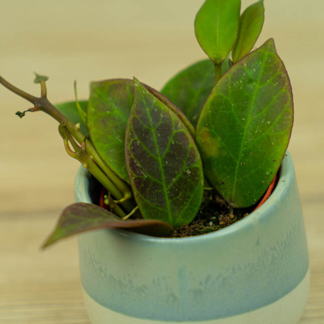 hoya-sunrise-baby hoya-sunrise-baby