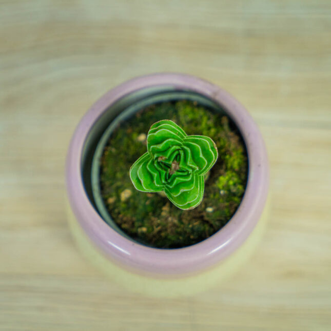 crassula-buddhas-temple crassula-buddhas-temple