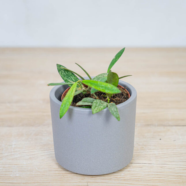 Hoya-sigillatis Hoya-sigillatis