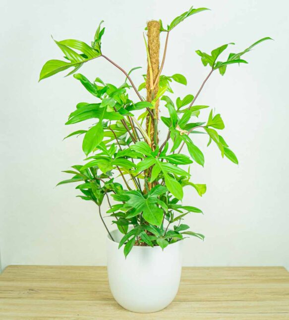 Philodendron pedatum - cała roślina z podporą - palikiem kokosowym
