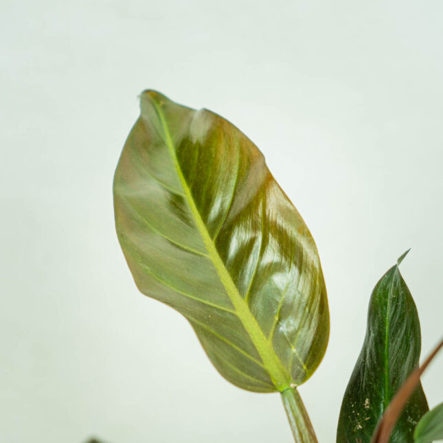 philodendron-imperial-red
