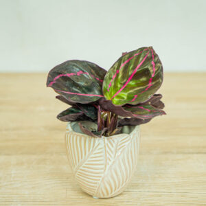 calathea-roseopicta-dottie-baby