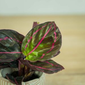 calathea-roseopicta-dottie-baby