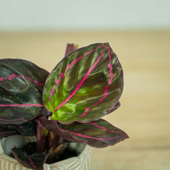 calathea-roseopicta-dottie-baby calathea-roseopicta-dottie-baby