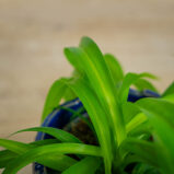 zielistka-green-bonnie-chlorophytum-comosum