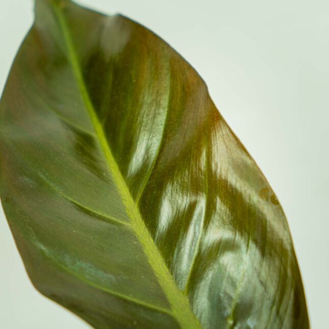 philodendron-imperial-red
