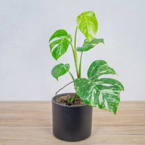 monstera-deliciosa-variegata