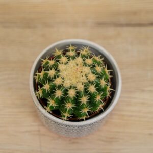 Echinocactus-brevispina