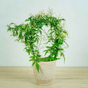 jasmin-na-obreczy-jasminum-polyanthum