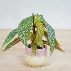 Begonia-maculata-silver-spot-baby