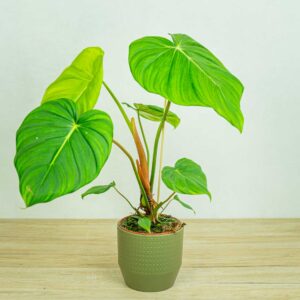 Philodendron-mcDowell